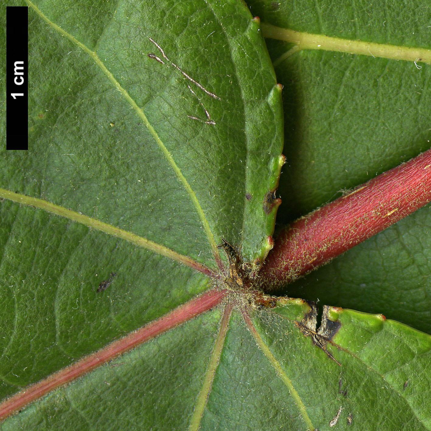 High resolution image: Family: Salicaceae - Genus: Populus - Taxon: szechuanica var. tibetica